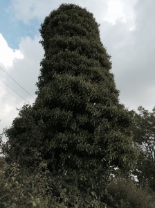 Telegraph Tree
